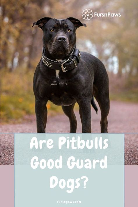 pitbull dog Pitbull Mix Breeds, Cute Pitbull Puppies, Pitbull Mix Puppies, Pitbull Dog Puppy, Cute Pitbulls, White Pitbull, Pitbull Dog Breed, Best Guard Dogs, Bully Breeds Dogs