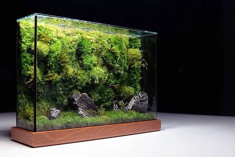 Moss Wall Live | TerraLiving Gallery Rock Wall Gardens, Wall Terrarium, Wall Aquarium, Fish Tank Terrarium, Aquascape Design, Indoor Water Garden, Beautiful Terrariums, Aquarium Landscape, Vertical Garden Wall