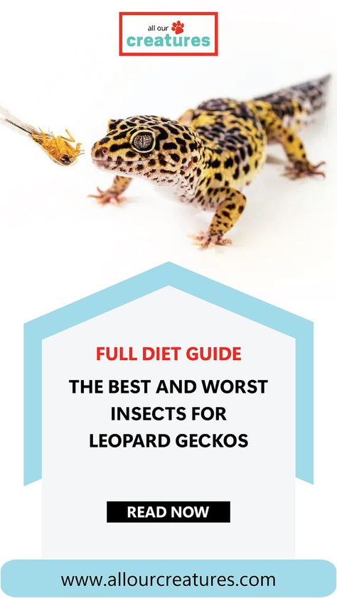 Discover the full diet guide for Leopard Geckos, including everything you need to know about their nutrition and feeding habits. From what to feed them to how to ensure their diet is balanced, this comprehensive guide has all the answers. Plus, find answers to frequently asked questions about feeding Leopard Geckos. Don't miss out on providing the best care for your Gecko. Leopard Gecko Food, Leopard Gecko Diet, Gecko Food, Leopard Geckos, Diet Guide, Leopard Gecko, Gecko, Pet Care, Insects