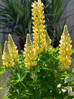 Lupinus Polyphyllus, Yellow Perennials, Mini Gallery, Lupine Flowers, Backyard Garden Diy, Perennial Flower, Flower Gardens, How To Attract Hummingbirds, Perfect Plants