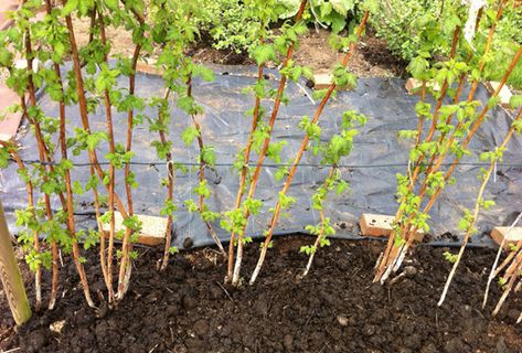 Raspberry canes - soil preparation & planting - Chris Bowers Raspberry Planting, Raspberry Cane Support, Planting Raspberry Canes, Raspberry Trellis, Raspberry Canes, Orchard Design, Raspberry Plants, Growing Raspberries, Small Garden Landscape