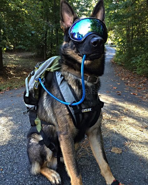 2,114 Likes, 226 Comments - Baron Vom Herrn (@baron_the_gsd) on Instagram: “We take hiking seriously. Keeping your dog hydrated and eyes/paws protected on rough terrain is…” Military Service Dogs, Dog Goggles, Dog Hero, K9 Dogs, Military Working Dogs, Malinois Dog, Gsd Dog, Military Dogs, Police Dogs