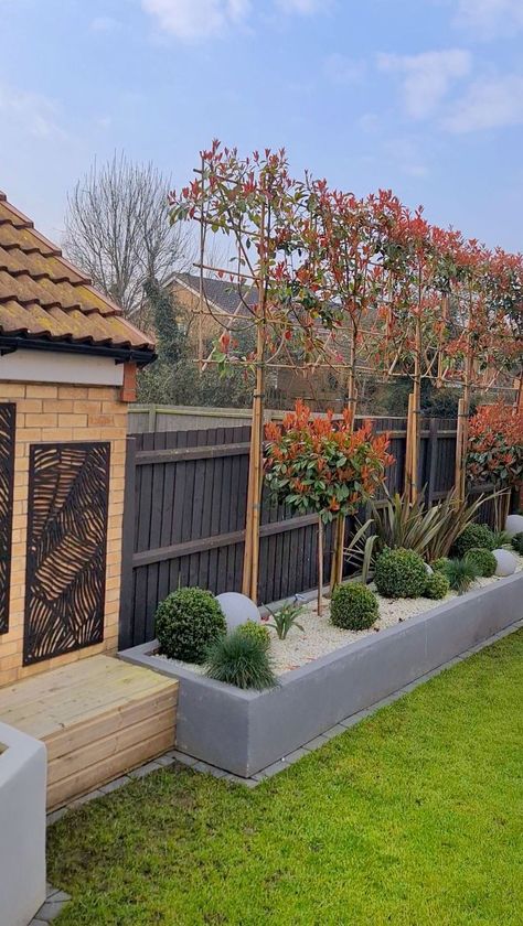 Tree Screening Ideas, Red Robin Trees In Garden, New Build Garden Ideas Privacy, Pleached Trees Small Garden, Pleached Trees Privacy Screens, Overlooked Garden Privacy Ideas, Back Garden Fence, New Build Garden Ideas, Garden Screening Ideas