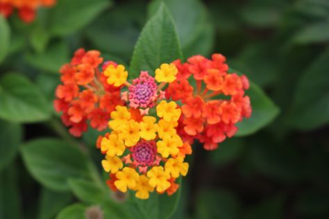 In hot climates, common lantana (Lantana camara) flourishes, producing abundant, colorful... White Lantana, Pink Lantana, Bandana Lantana, Miss Huff Hardy Lantana, Yellow Lantana, Lantana Camara, Healthy Garden, Culture Art, Frozen