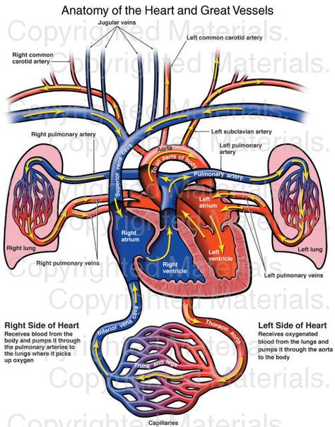 Anatomy of the Heart and Great Vessels Thoracic Aorta, Anatomy Of The Heart, Subclavian Artery, Medical Projects, Illustration Human, Carotid Artery, The Human Heart, Heart Anatomy, Respiratory Therapy