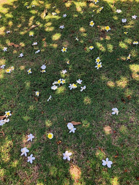 Fallen flowers still vibrant with life Fallen Flowers Quotes, Flowers Falling From The Sky, Flowers Growing Through Cracks, Flowers With Sky Background, Fly By Night Flower, Plumeria Flowers, Fall Flowers, Stone, Outdoor Decor