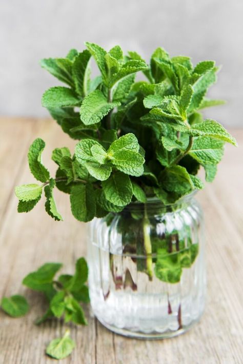 beautiful fresh mint in a clear glass jar. Plant In Kitchen, Growing Asparagus From Seed, Peppermint Spray, Mint Plant, Regrow Vegetables, Natural Decongestant, Growing Asparagus, Mint Seeds, Peppermint Plants