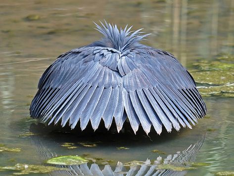 The sneakiest animals on the planet are featured here. The bird who pretends to be shade is, ehem, particularly shady. Black Heron, Fishing Techniques, Bird Photo, Zoology, Weird Animals, Birds Of Prey, Animals Of The World, Bird Species, Wild Birds