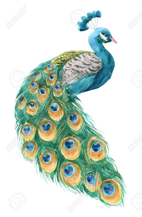 Watercolor peacock illustration , #affiliate, #Watercolor, #peacock, #illustration Peacock Drawings, Peacock Illustration, Watercolor Peacock, Peacock Drawing, Pattern Collage, Peacock Tattoo, Green Peacock, Peacock Decor, Peacock Painting