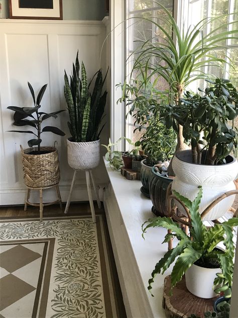 Indoor plants on bay window. Bay window decor ideas. Rubber tree plant, snake plant, Jade Plant Bay Window Decor Ideas, Bay Window Plants, Kitchen Window Plants, Bay Window Decorating Ideas, Bay Window Decor, Plant Decor Living Room, Bay Window Living Room, Plant Window, Window Plants