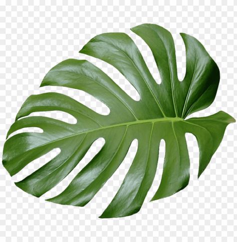 Palm Tree Drawing, Green Leaf Background, Leaf Photography, Branch Art, Leaves Illustration, Cheese Plant, Plant Wallpaper, Plant Aesthetic, Monstera Plant