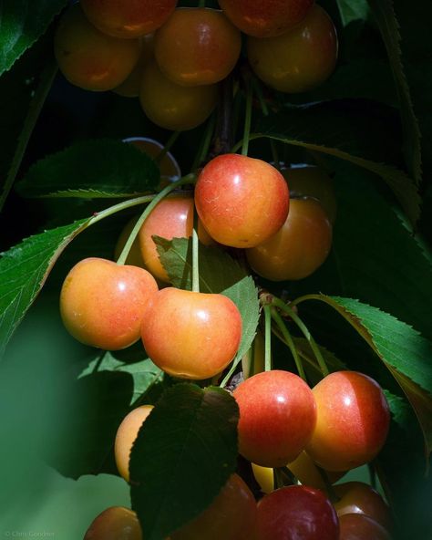 Rainier Cherries, Cherry Girl, Fruit Company, Cherry Tattoos, Food Beautiful, Stone Fruit, Watercolor Inspiration, The Fruit, Beautiful Food