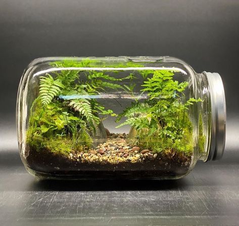 Miniature Garden Ideas, Indoor Garden Design, Diy Indoor Garden, Closed Terrarium Plants, Garden Design Inspiration, Garden Ideas Diy, Fern Canyon, Miniature Decor, Beautiful Terrariums