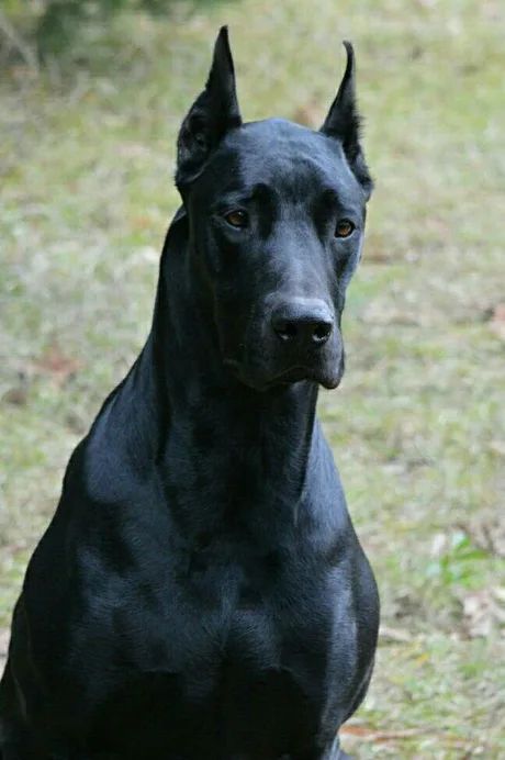 The Doberdane. A Doberman Great Dane mix. - 9GAG Doberman Puppies, Black Doberman, Doberman Pinscher Puppy, Great Dane Mix, Doberman Love, Doberman Pinscher Dog, Pinscher Dog, Doberman Puppy, Doberman Dogs