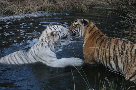 Good morning kisses for my mermaid! Funny Animal Art, Pic Funny, Cool Animals, Good Morning Kisses, Toro Inoue, Morning Kisses, Baby Cat, About Animals, Pretty Animals