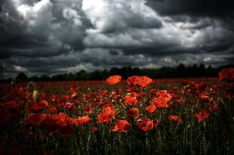 picture: Canon EOS 450D postpro: GIMP 2.6.6 model: A very beautiful poppy field on the isle Rügen / Germany This is another HDR from only one RAW File. Poppy Remembrance Day, Color Me Badd, Field Of Poppies, Remembrance Day Poppy, Royal British Legion, Iris Painting, Fb Cover Photos, Great Pic, Poppy Field