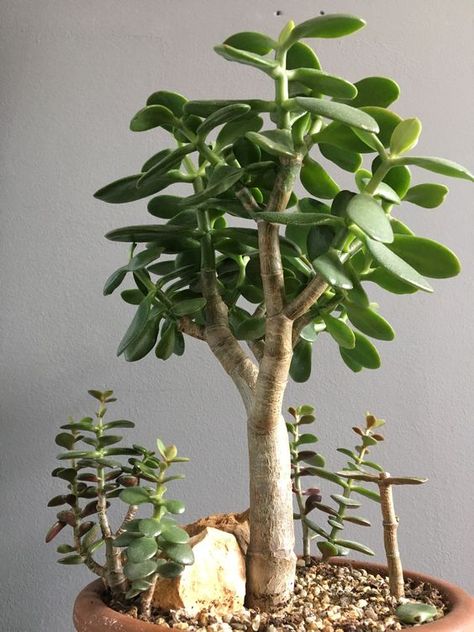 Lucky Plants For Home, Garden Landscaping Design, Jade Bonsai, Garden Inspired Wedding, Lucky Plant, Jade Plant, Plants For Home, Diy Plant Hanger, Crassula Ovata