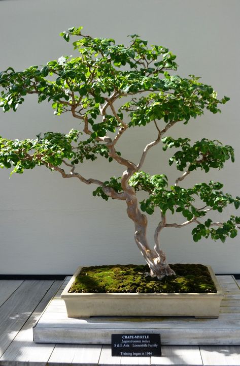 Crape Myrtle Bonsai, Bonsai Design, Diy Bonsai, Chinese Elm Bonsai, Bougainvillea Bonsai, Flowering Bonsai Tree, Jade Bonsai, Roof Garden Design, Beautiful Bonsai