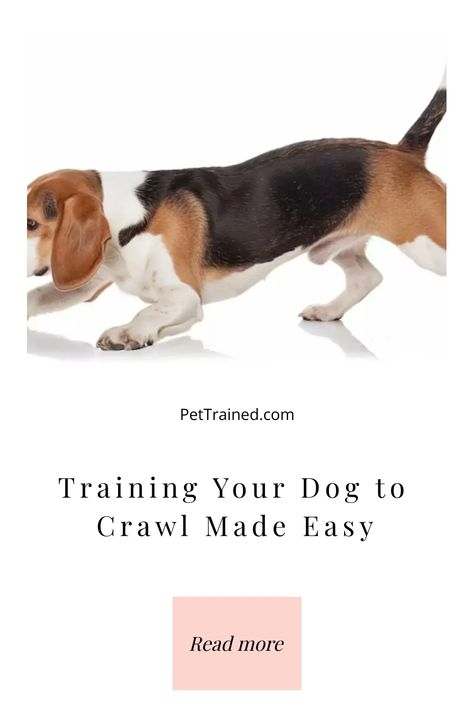 A beagle dog crawling on a white background. Text below reads: "Training Your Dog to Crawl Made Easy" with a button labeled "Read more. Training A Puppy, Dog Training Treats, Dog Enrichment, Dog Training Videos, Dog Tips, Train Your Dog, Training Videos, Foundational Skills, Training Treats