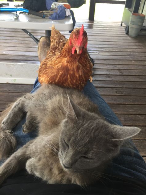 Cats And Chickens, Chickens Aesthetic, Unusual Animal Friends, Fairycore Aesthetic, Fancy Chickens, Farm Lifestyle, Cute Chickens, Animals Friendship, Cute Wild Animals