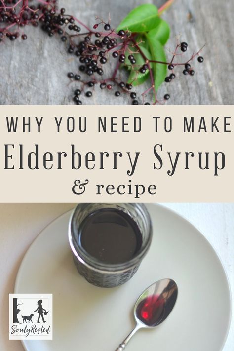 Make Elderberry Syrup, Fire Cider Recipe, Elderberry Syrup Recipe, Homemade Elderberry, Elderberry Recipes, Fire Cider, Elderberry Syrup, Boost Your Immune System, Herbs For Health