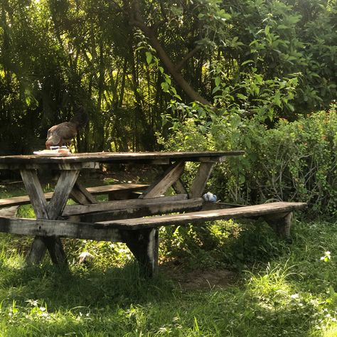 #aesthetic Picnic Bench Aesthetic, Summer Backyard Aesthetic, Playing Outside Aesthetic, Picnic Table Aesthetic, Dsmp Aesthetic, Picnic In The Woods, Aesthetic Camping, Summer Backyard, Picnic Bench