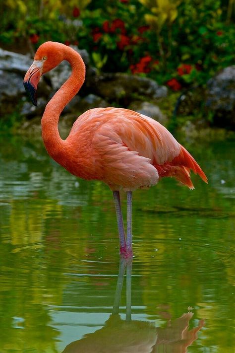 Adrian Rodriguez, Flamingo Pictures, Flamingo Photo, Flamingo Wallpaper, Flamingo Painting, Horse Aesthetic, Flamingo Bird, Flamingo Art, Shorebirds