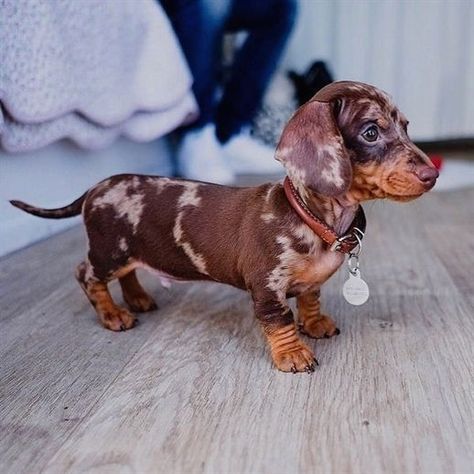 A list of items every puppy owner must have to help take care of their new dog. Daschund Puppies, Dapple Dachshund Puppy, Dachshund Breed, Dapple Dachshund, Baby Animals Pictures, Weenie Dogs, Dachshund Puppies, Staffordshire Bull Terrier