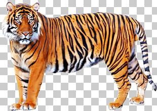 Tiger Png, Animal Hunting, Tiger Images, Tiger Wallpaper, Lion Illustration, Photo Clipart, Tiger Pictures, Wild Tiger, Lion Images