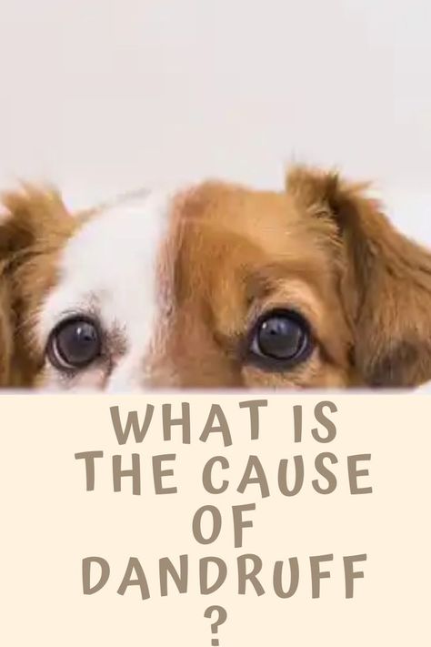 So what does dog dandruff look like and causes of excessive dandruff in dogs? Come find out more info for your pet! #DogBreeds #SmallDogBreeds #BigDogBreeds #DogGrooming Dog Dandruff Remedy, Dandruff Essential Oil, What Causes Dandruff, Dog Dandruff, How To Remove Dandruff, Severe Dandruff, Dandruff Causes, How To Treat Dandruff, Dandruff Solutions