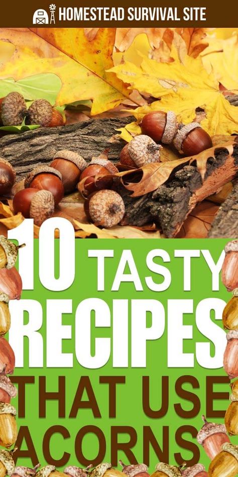 Acorn Uses, What To Do With Acorns, Acorn Recipes, Acorn Ideas, Acorn Recipe, Wild Food Foraging, Foraging Recipes, Edible Wild Plants, Foraged Food