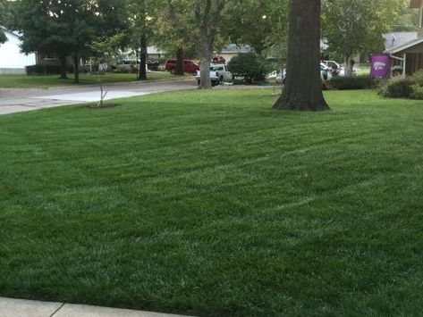 Fescue Grass Lawn, Tall Fescue Lawn, Zoysia Sod, Tall Fescue Grass, Sod Grass, Fescue Lawn, Clover Lawn, Climate And Weather, Organic Lawn Care