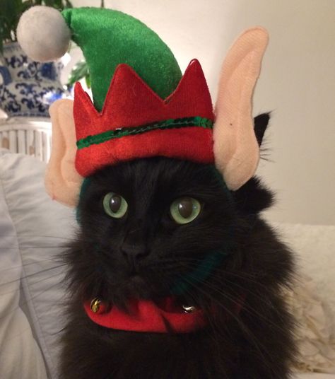 Cat in hat... My elf on a shelf...Lola Greenberg Meri Crismas, Cute Christmas Matching Pfp, Christmas Profile Pictures, Matching Christmas Pfp Friends, Christmas Kitties, Elf Cat, Cat Celebrating, Shelf Elf, Elf On A Shelf