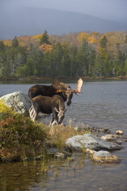 Let’s Not Lose this Magical Place for Moose and Loon : The National Wildlife Federation Blog Moose Pictures, Like Father Like Son, Maine Vacation, Maine Travel, Image Nature, Mule Deer, Manx, Wild Life, Beautiful Creatures