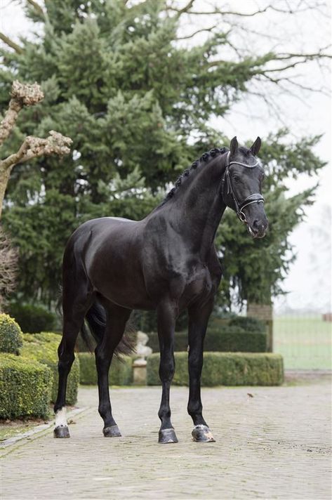 Black Horse Photography, Nice Horses, Kwpn Horse, Dutch Warmblood, Warmblood Horses, Beautiful Horse Pictures, Horse Aesthetic, Friesian Horse, Equestrian Lifestyle