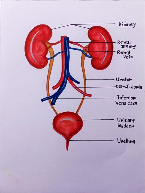 Urinary System Drawing, Urinary System Notes, Urinary System Diagram, Urinary System Anatomy, Diagram Drawing, Nurse Stories, Notes Inspo, Urinary System, Aesthetic Notes