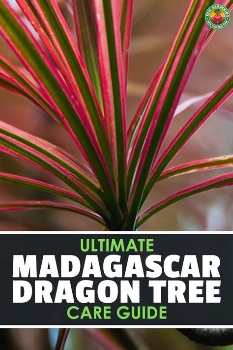 Dragon Tree Plant Care, Funky Plants, Dragon Tree Plant, Madagascar Dragon Tree, Houseplant Collection, Palm Plants, Dracaena Marginata, Snake Plant Care, Dragon Garden