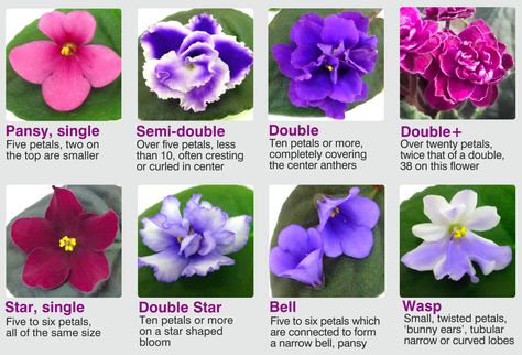 Year of the African Violet - National Garden Bureau Flower Types, African Violets Plants, Violet Plant, Different Types Of Flowers, 2024 Year, Violet Eyes, Plant Science, African Violet, Flowering Plants