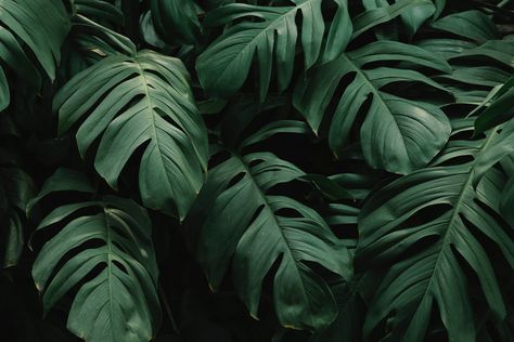 #beautiful green leaves #monstera #5K #wallpaper #hdwallpaper #desktop Green Leaf Background, Wallpaper Macbook, Wallpaper Laptop, Leaf Texture, Plant Wallpaper, Summer Backgrounds, Leaf Background, Aesthetic Desktop Wallpaper, Beautiful Backgrounds