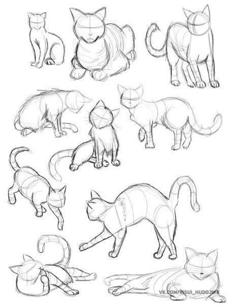 Poses Drawings, Sketch Drawing Ideas, Animals Step By Step, Animal Sketch, Cat Drawing Tutorial, Cats Art Drawing, Istoria Artei, Cat Anatomy, Animal Drawings Sketches