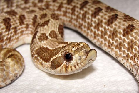 Western hognose snake (heterodon nasicus) Snake Cute Drawing, Hog Nose Snake, Boop Noodle, Snake Cute, Western Hognose, Western Hognose Snake, Snakes For Sale, Mr Smalls, Danger Noodles