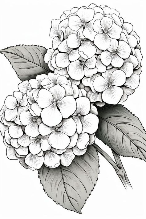 Botanical Coloring Pages, Flower Coloring Pages For Kids, Pencil Flowers, Flowers Coloring Pages, Flower Coloring Sheets, Hydrangeas Art, Crown Drawing, Flower Pattern Drawing, Basic Geometry