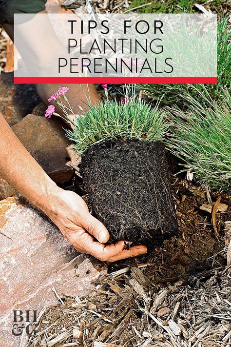 When To Plant Perennials, Flowerbed Landscaping, Garden Tutorials, Garden Notebook, Garden Flowers Perennials, Planting Guide, Flower Pot Design, Gardening Trends, Sun Perennials