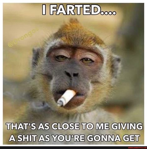 I FARTED.... THAT'S AS CLOSE TO ME GIVING A SHIT AS YOU'RE GONNA GET - America’s best pics and videos Funny Monkey Memes, Monkey Meme, Sick Humor, Good Morning Funny Pictures, Funny Monkey, Picture Jokes, Weird Quotes Funny, Morning Funny, Good Morning Funny