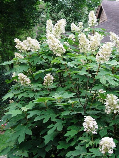 20 Can't-Kill Flowers for Beginners | Easiest Flowers to Grow in the Garden | HGTV Flowering Shrubs For Shade, Flower Hydrangea, Flowering Quince, Hydrangea Quercifolia, Shade Shrubs, Hgtv Garden, Oakleaf Hydrangea, Open Flower, Fast Growing Trees