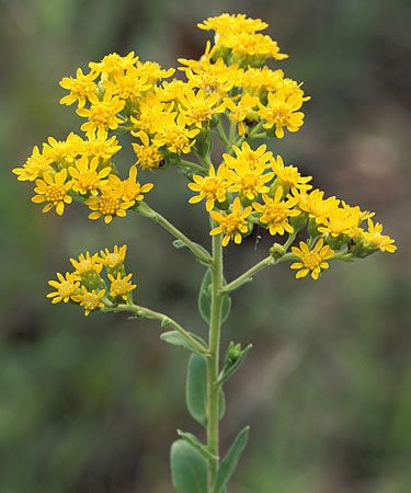 stiff goldenrod - Google Search Bee Plants, Forest Berries, Assorted Flowers, Bee Friendly Garden, Prairie Flower, Wild Flower Meadow, Eco Dyeing, Wildflower Meadow, Flower Guide