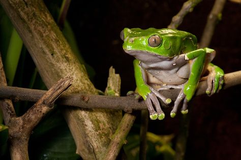 Frog On Branch, Tropical Rain Forest, Health Tools, Tree Frog, Green Frog, Rain Forest, Tropical Rainforest, Tree Frogs, Reptiles And Amphibians