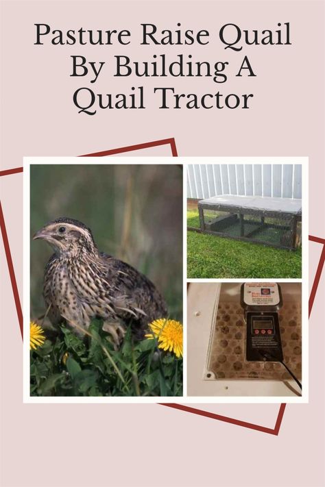 Quail Tractor, Chook House, Raise Quail, Homestead Livestock, Quail Coop, Chicken Wire Fence, Raising Quail, Rabbit Hutches, Quail Eggs