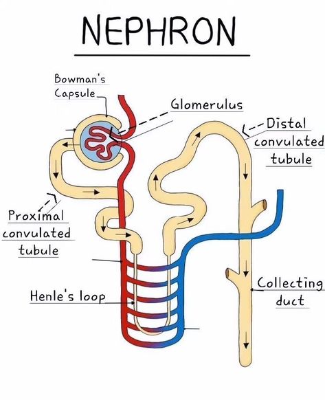 Nephron . . . . . . . . #NEET2024 #NEETPreparation #NEETExam #NEETStudents #MedicalAspirants #Biology #Chemistry #Physics #NEETTips #instagram #viral #trending Human Body Vocabulary, Biology Diagrams, Nursing School Inspiration, Learn Biology, Study Biology, Medical School Life, Nursing School Motivation, Basic Anatomy And Physiology, Nurse Study Notes