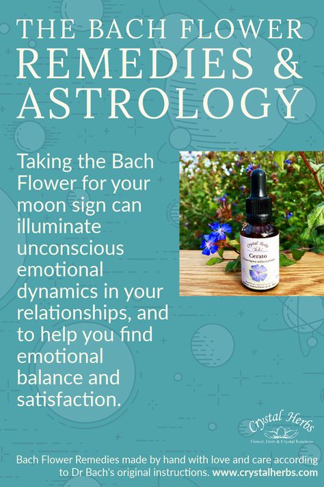 Did you know that there’s a Bach Flower Remedy for each of the 12 astrological signs? Towards the end of his life, Dr Bach began exploring the link between the first 12 essences he discovered (The Twelve Healers) and astrology, specifically the 12 astrological signs. Learn more in our blog. #bachflowerrmeedies #drbach #soulastrology #bachfloweressences #bachflowertherapy Bach Remedies, Flower Essences Remedies, Moon Sign Astrology, Rescue Remedy, Tissue Salts, White Chestnut, Bach Flowers, Flower Remedies, Cherry Plum